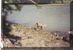 Bailey the Golden Retriever, fetching sticks in the skeena river behind our house