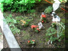 Small Begonia Garden