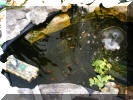 Fish in our pond 2004
