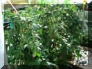 Tomatoes in the greehouse 2004