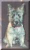 Tansy, our first Cairn Terrier, as a pup, a few days after we got her