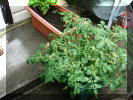 Tumbler Tomato plant on the patio